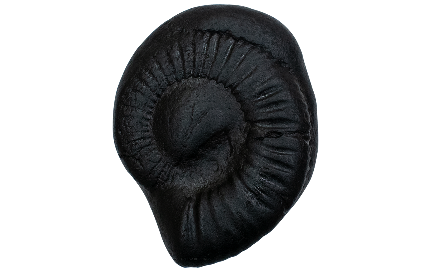 Trideva Blessings Sacred Maha Vishnu Shankh Shaligram - Gandaki River, Nepal - II