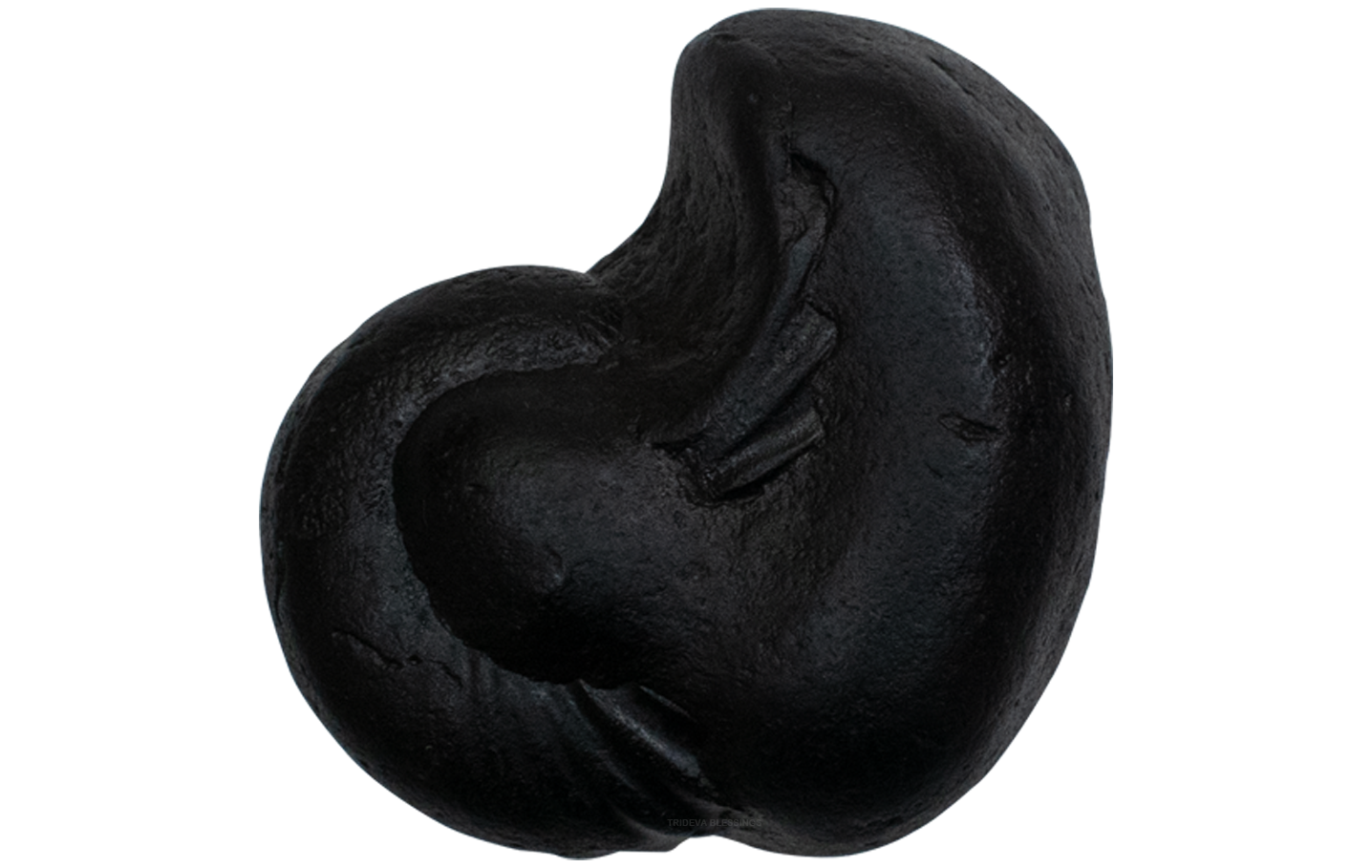Trideva Blessings Adwaitya Laxmi Varaha Shaligram - Gandaki River, Nepal - II