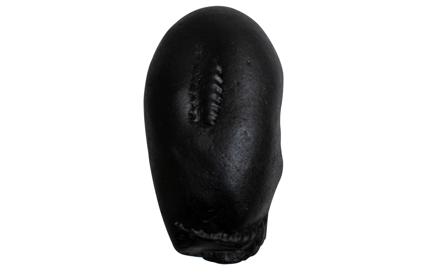 Trideva Blessings Auspicious Hayagriva Shaligram - Gandaki River, Nepal - III