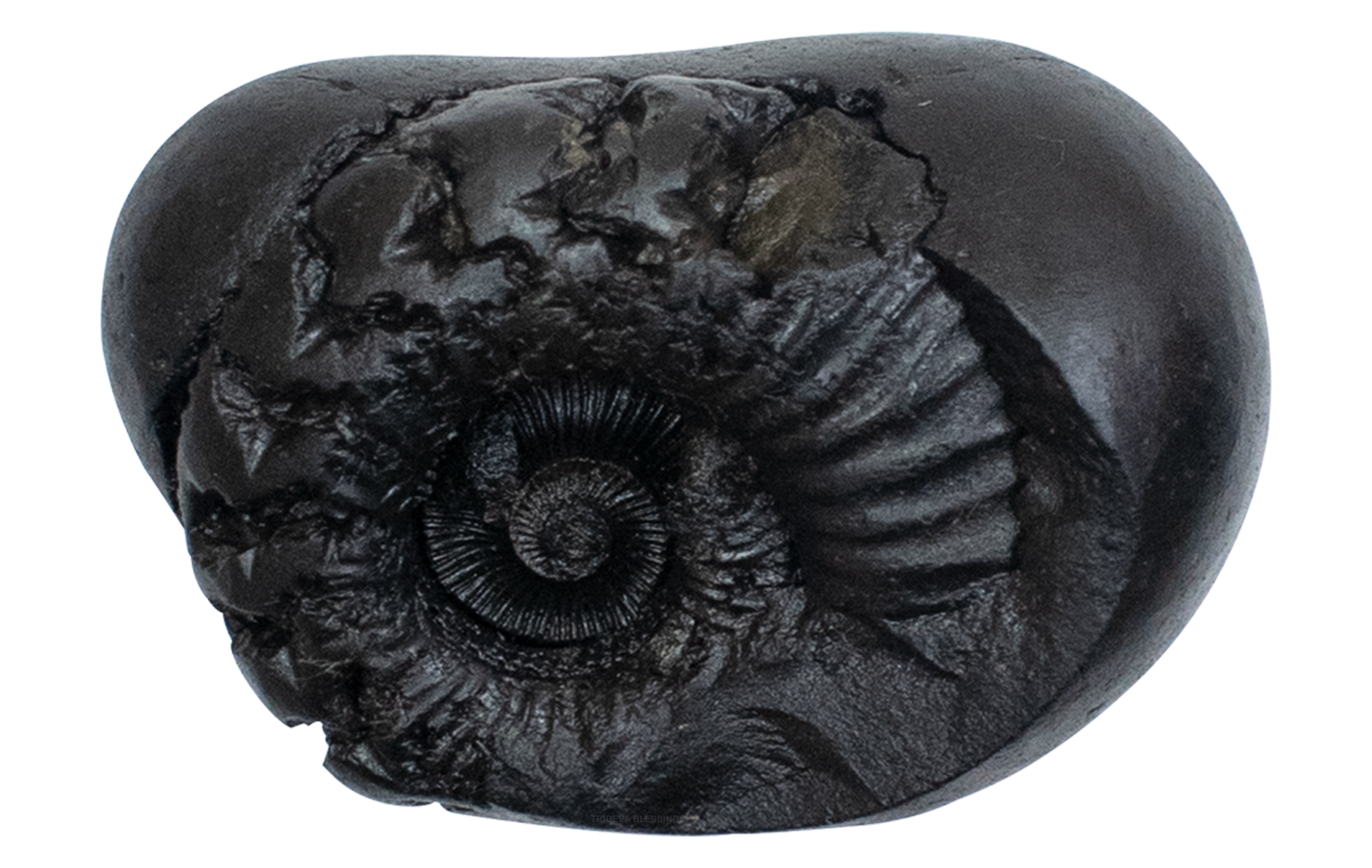 Trideva Blessings Auspicious Kalpatru Sudarshan Shaligram - Gandaki River, Nepal - I