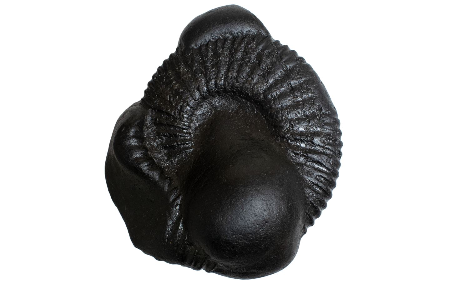 Trideva Blessings Adwaitya Maha Vishnu Shesha Shaligram - Gandaki River, Nepal - I