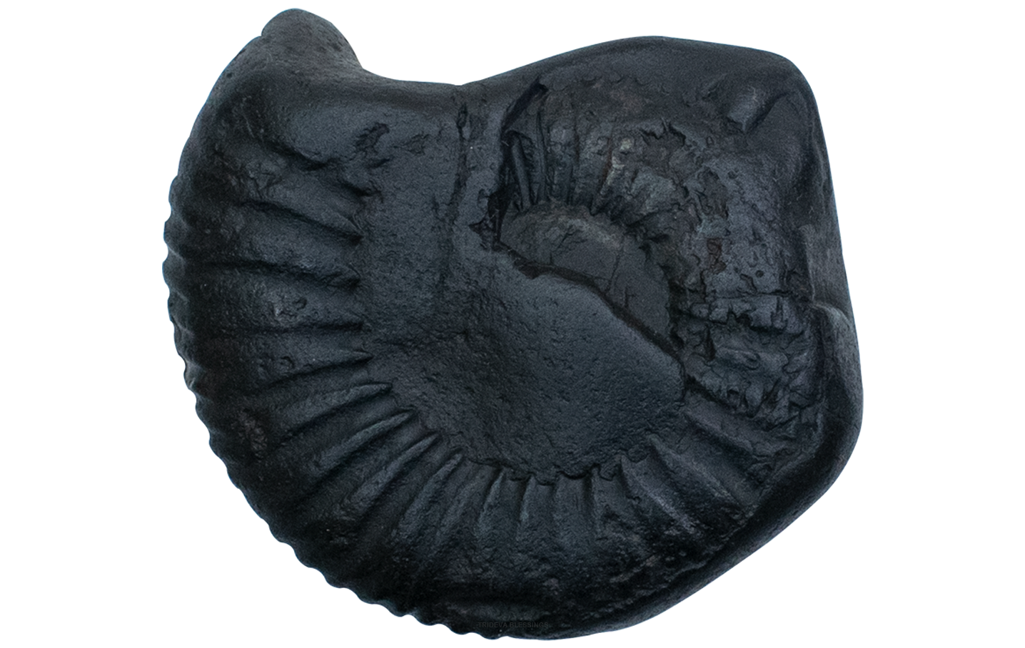 Trideva Blessings Sarvottam Varaha Shaligram - Gandaki River, Nepal - IV