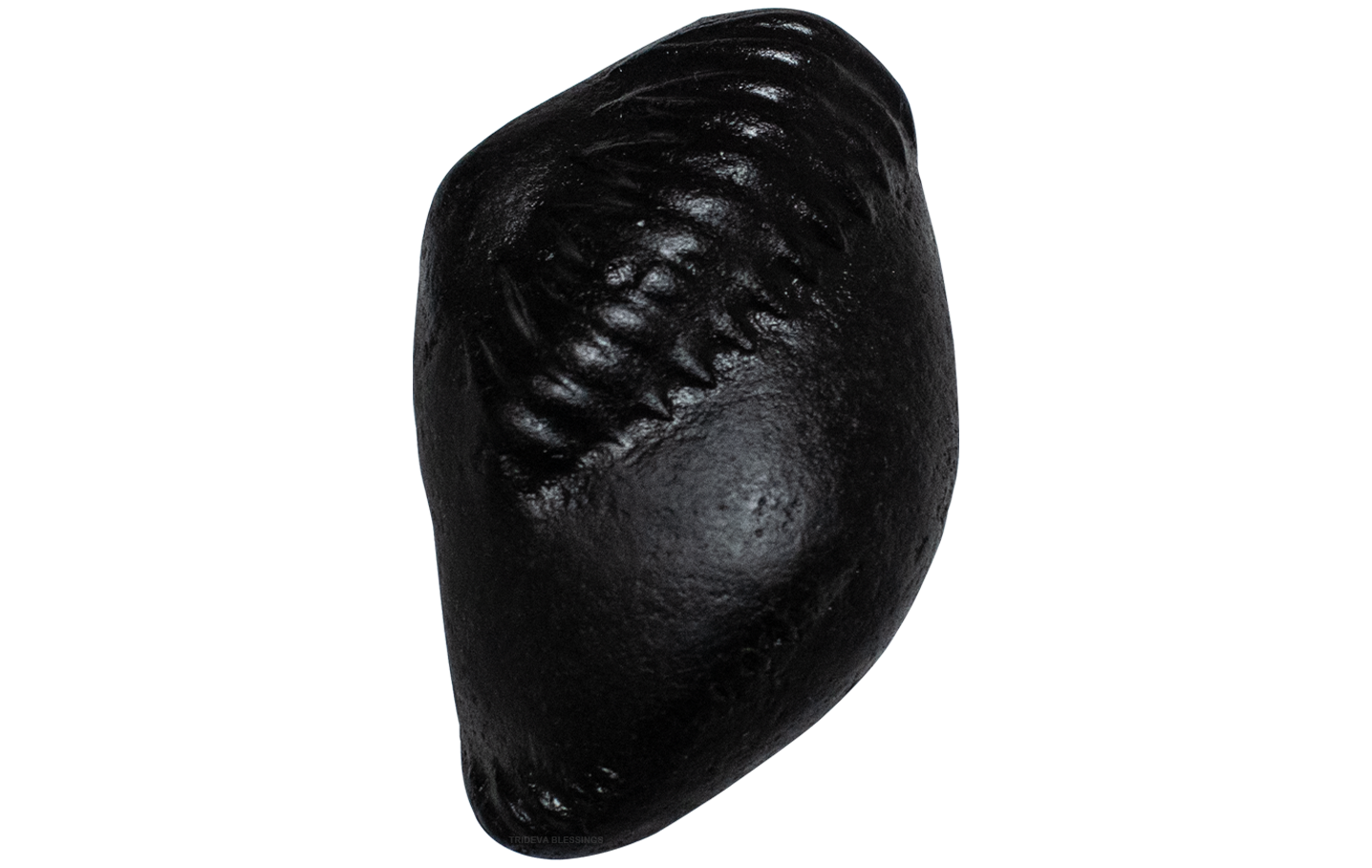 Trideva Blessings Sacred Laxmi Pradyumana Shaligram - Gandaki River, Nepal - I