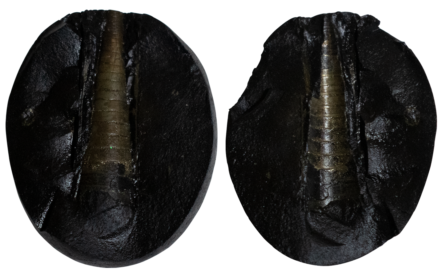 Trideva Blessings Rare Golden Maha Shivling Shaligram - Gandaki River, Nepal - III