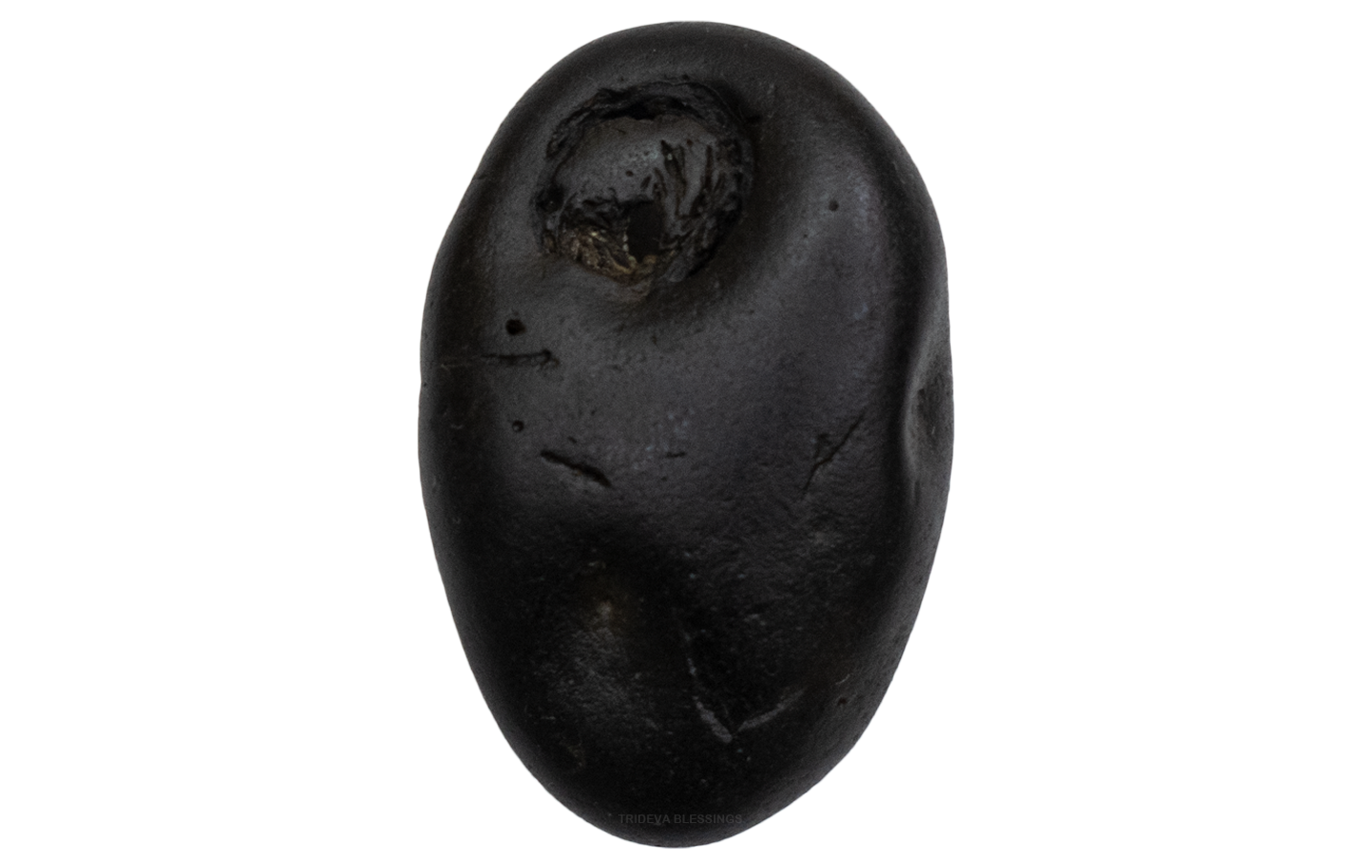 Trideva Blessings Auspicious Padmanabha Shaligram - Gandaki River, Nepal - I