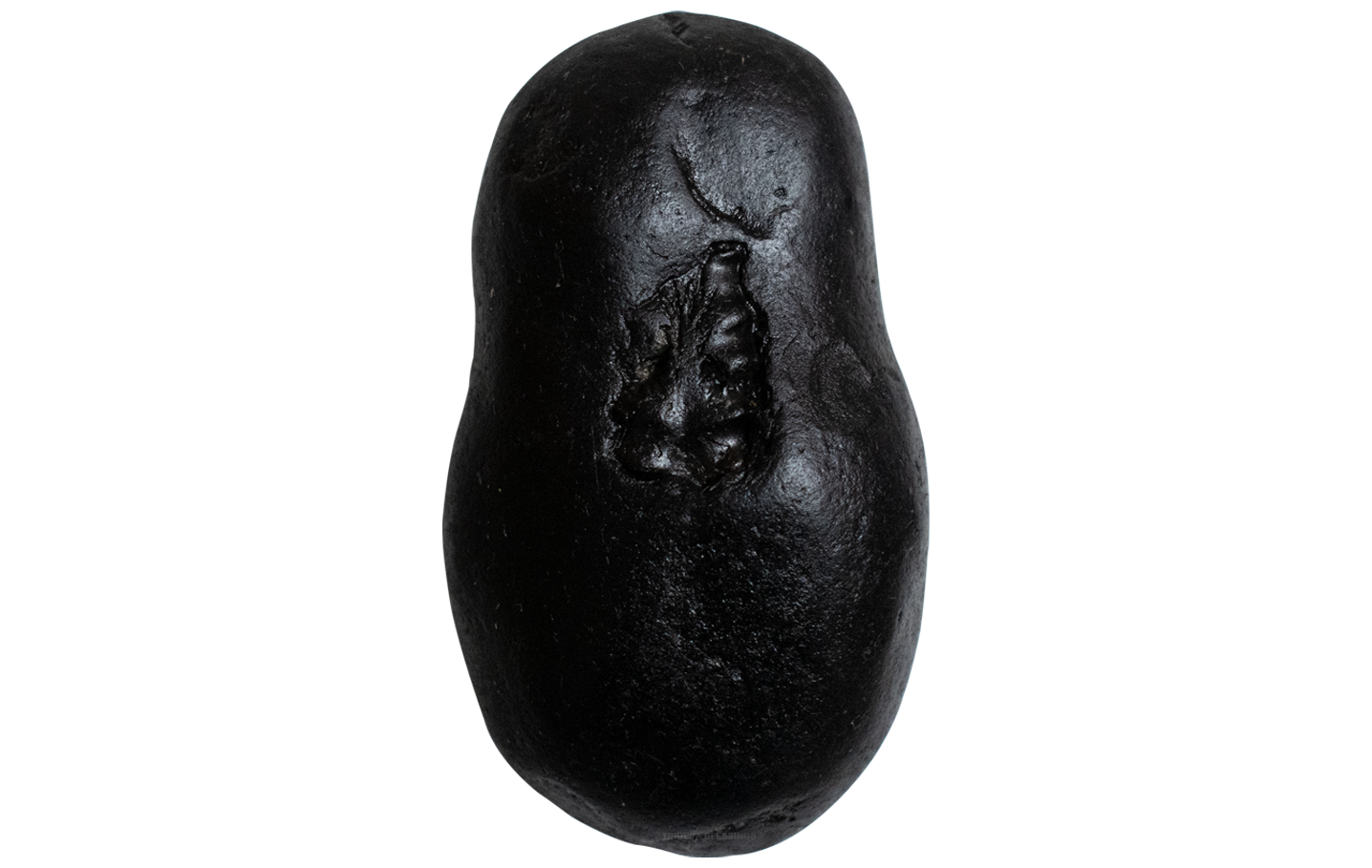 Trideva Blessings Auspicious Laxmi Hayagriva Shaligram - Gandaki River, Nepal - IV
