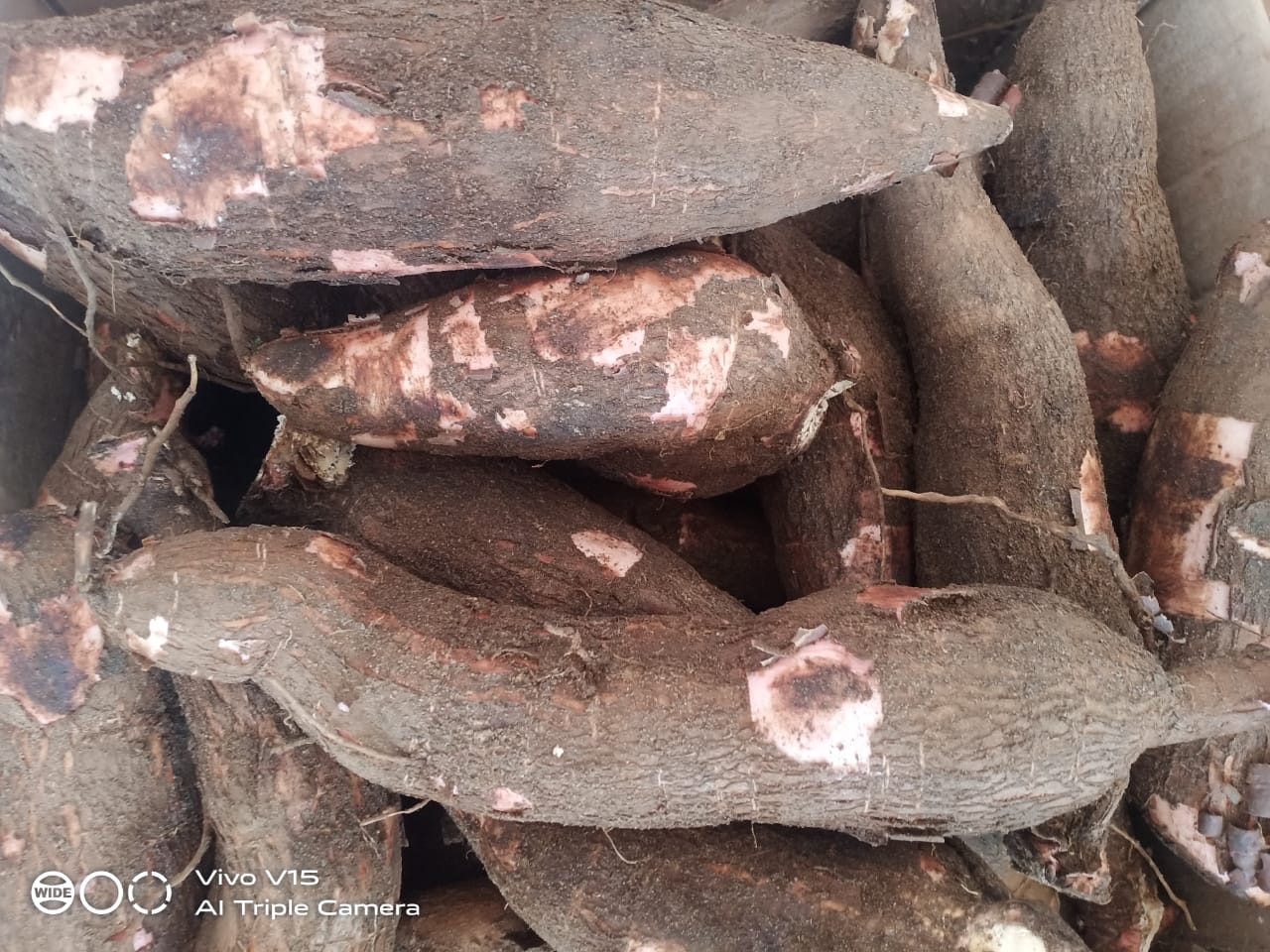 Kappa 1 KG(നാടൻ കപ്പ)