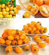 Yellow Candy Tomato