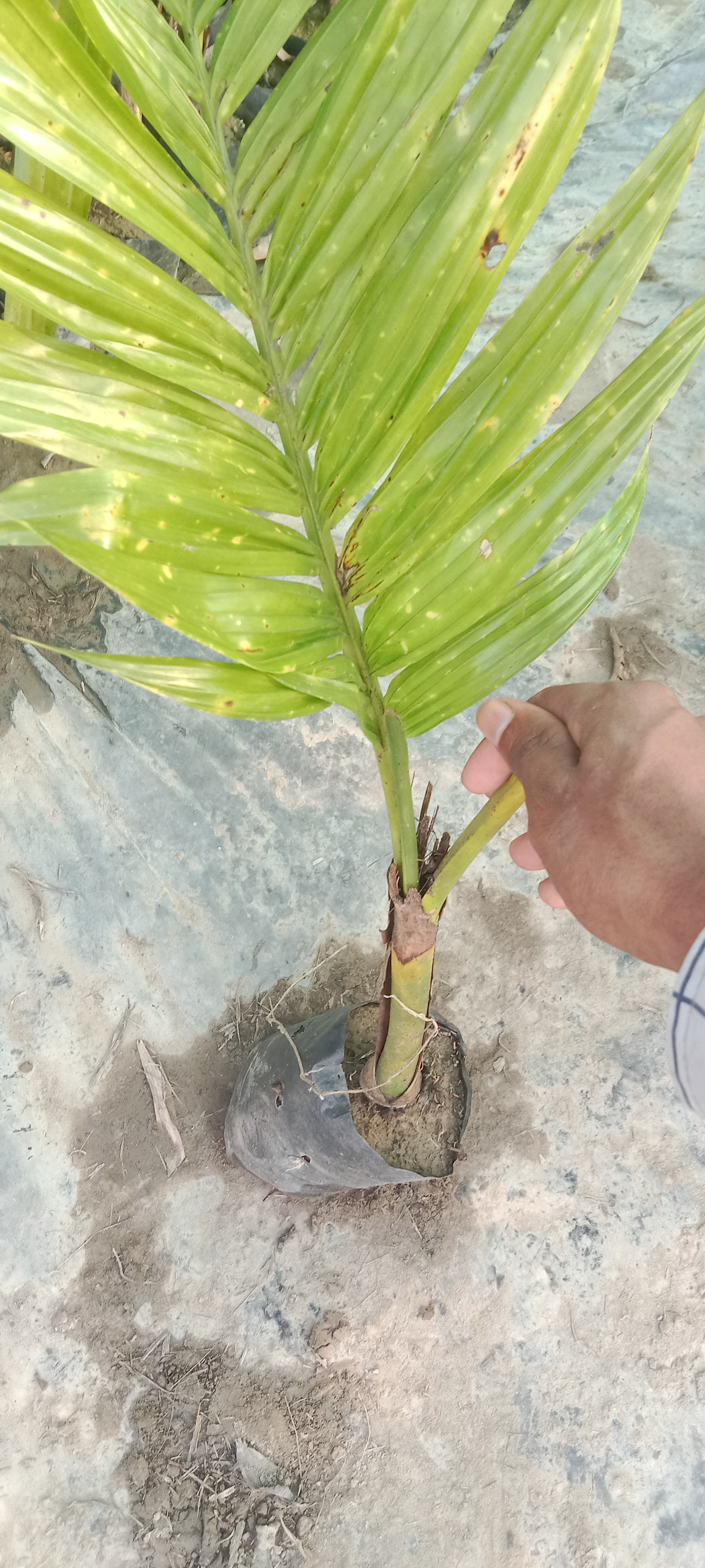 Aricnut plants