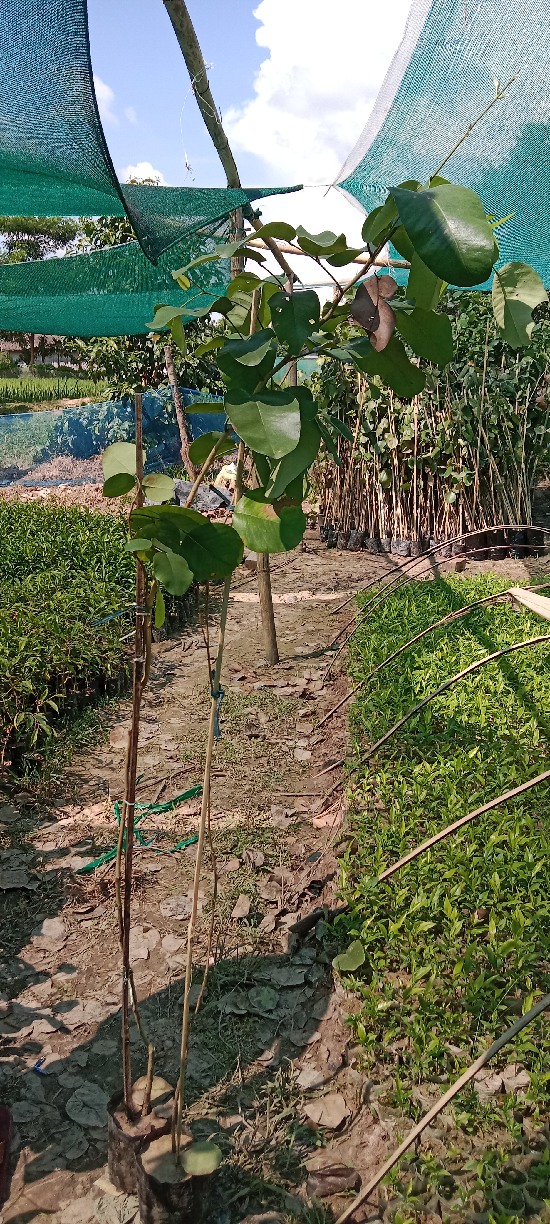 Red sandalwood plants