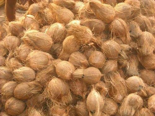 Coconuts - Medium Size