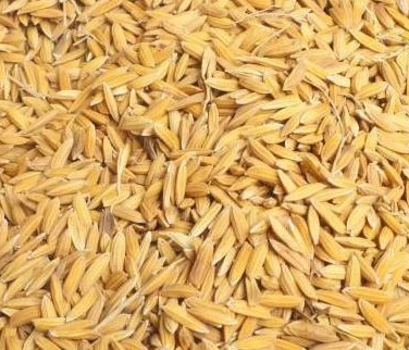 Paddy Seeds 500gm's