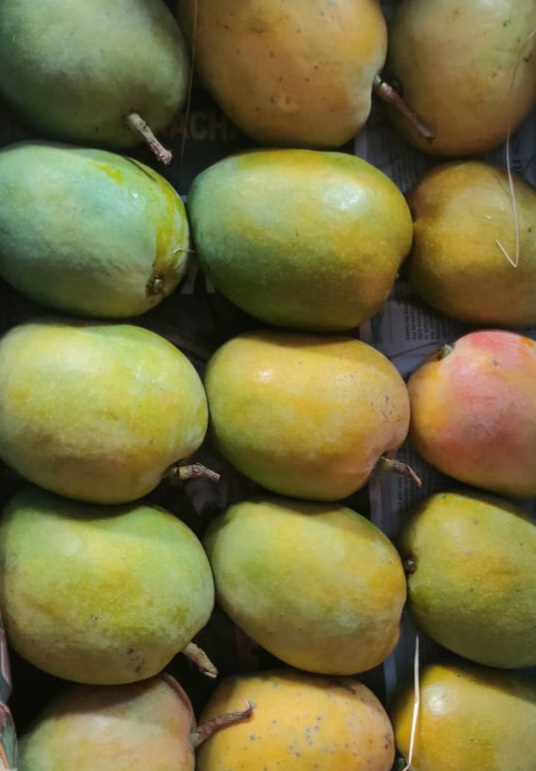 Devgad Alphonso Mango (हापूस)
