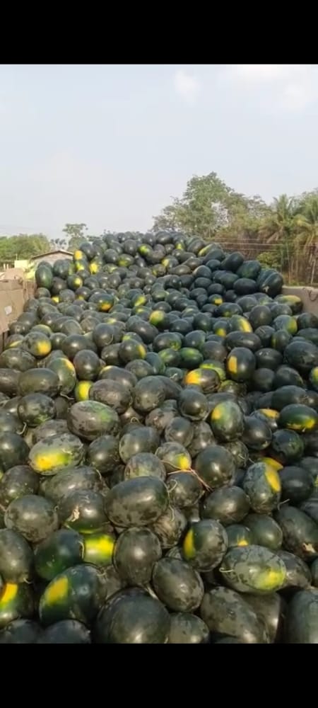 Watermelon