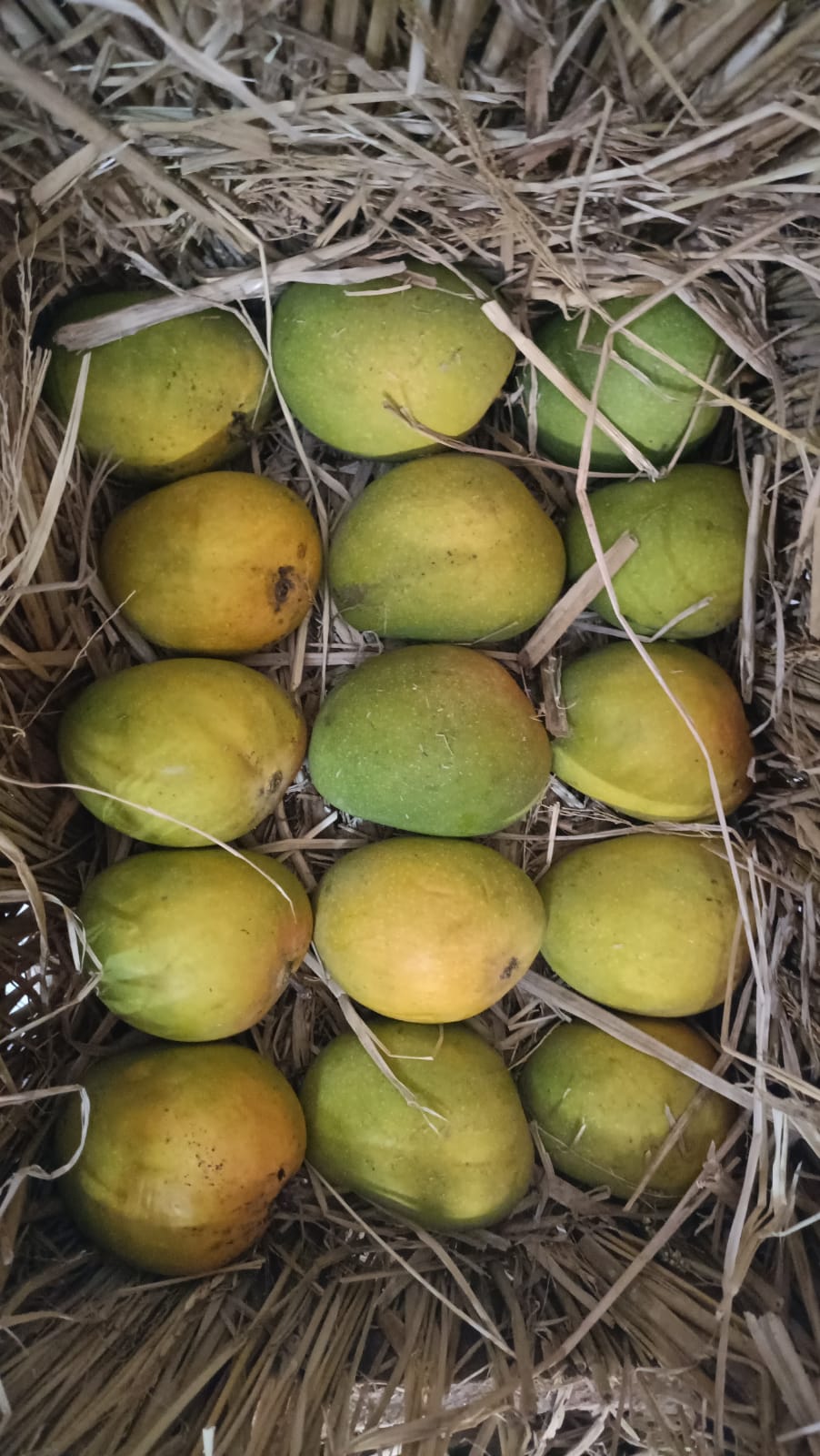 Ratnagiri Alphonso (Hapus) Mangoes