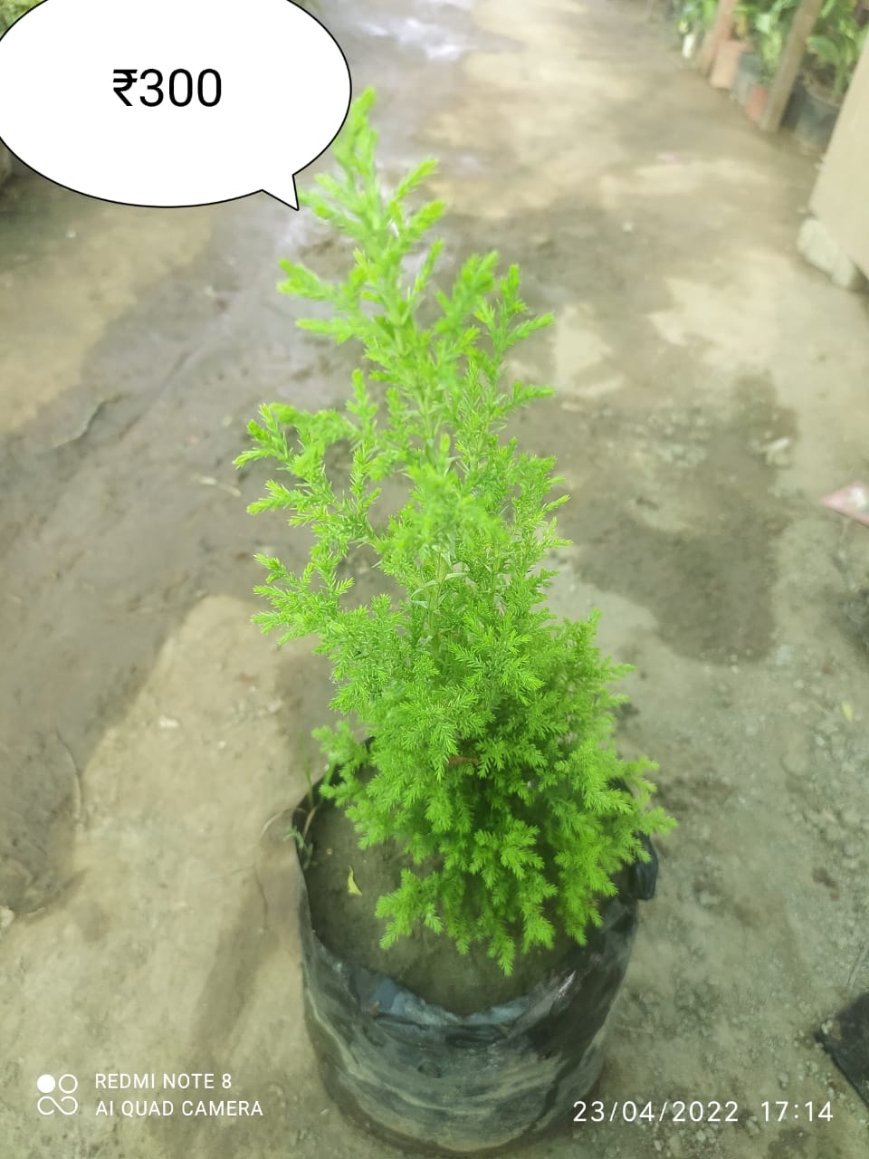 Healthy Plants