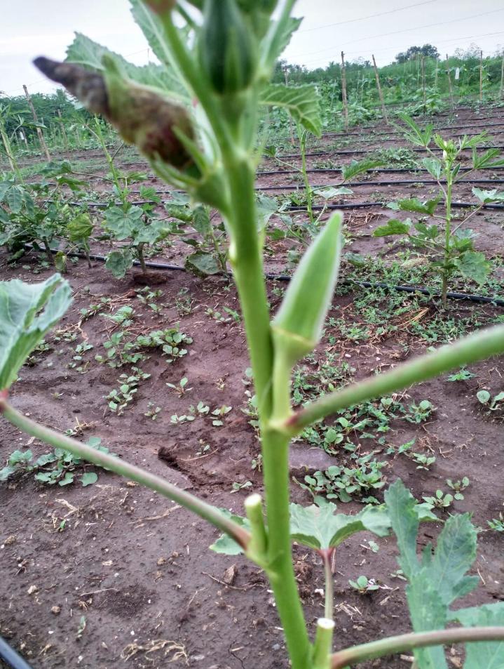Lady Finger/ Okra 
