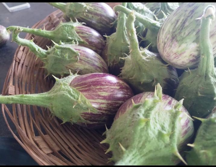 Brinjal