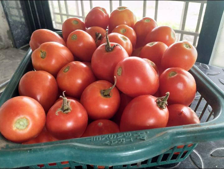 Tomatoes 