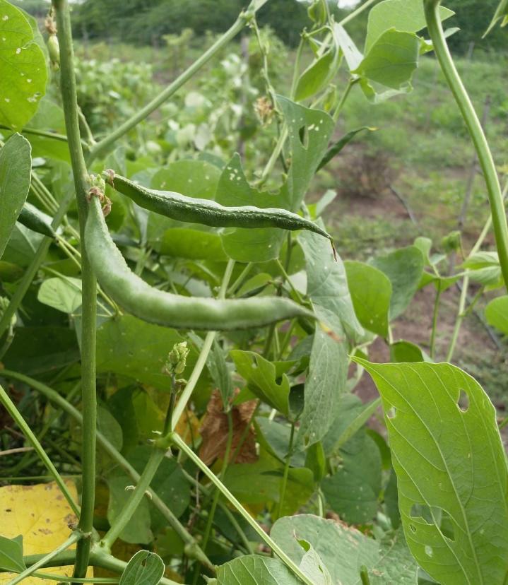Field Beans (Wal)