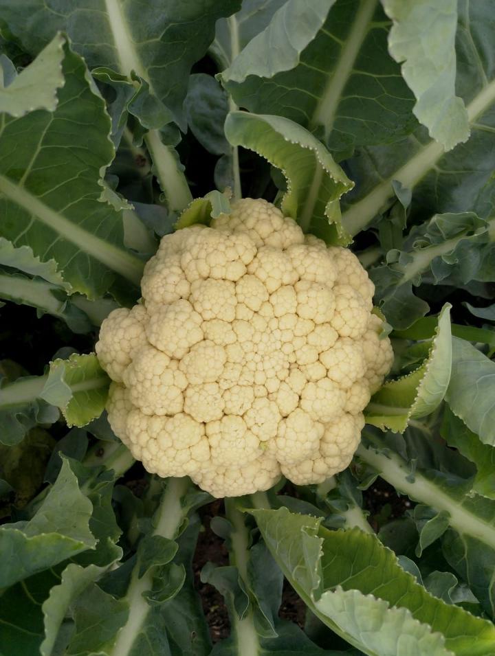 Cauliflower