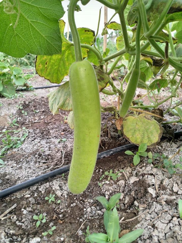 Bottle Gourd