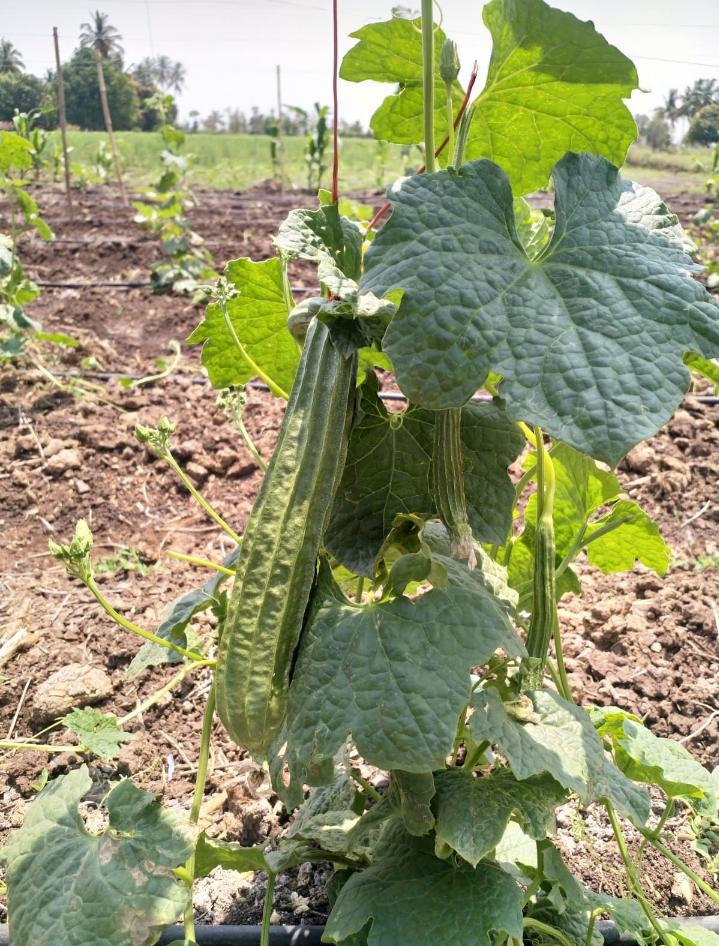Rigid Gourd