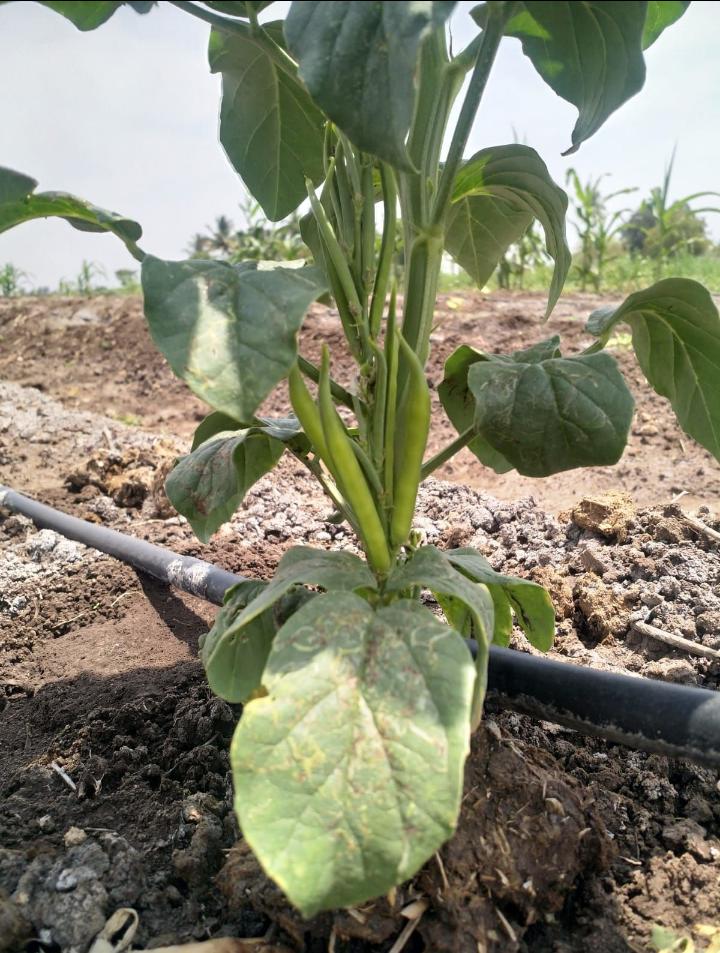 Cluster Beans (Gavar)