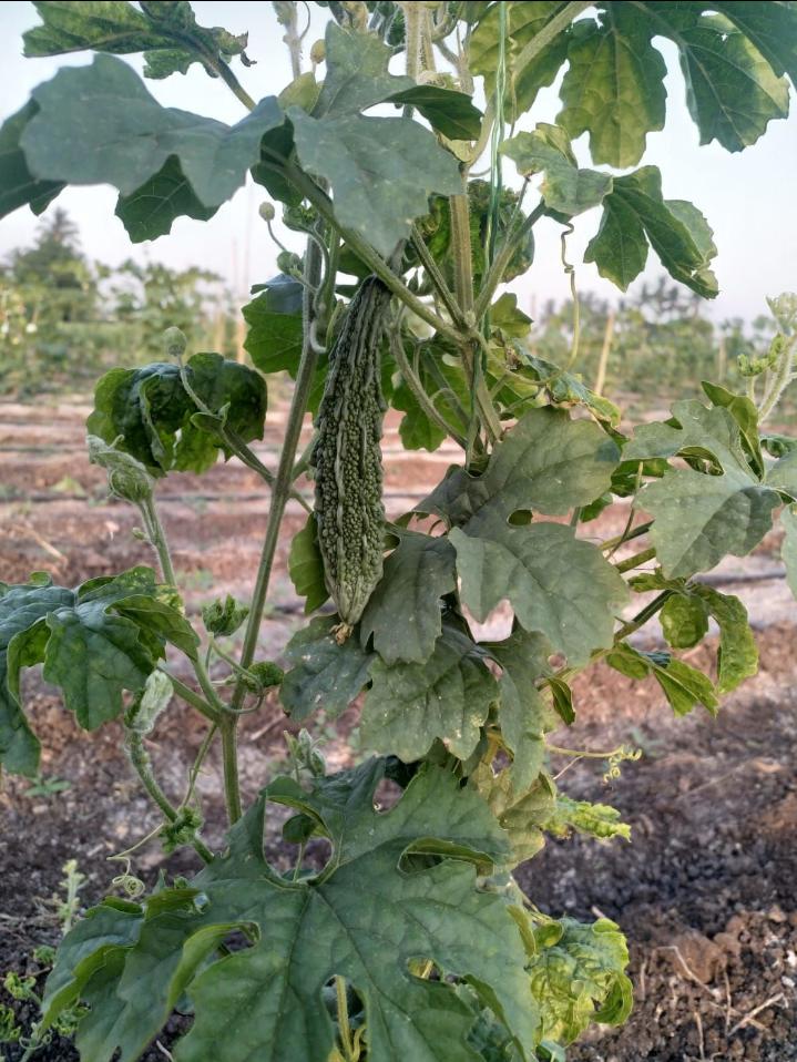 Bitter Gourd