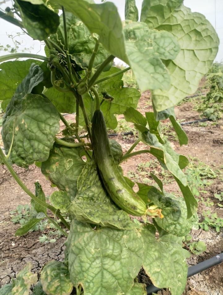 Sponge Gourd 