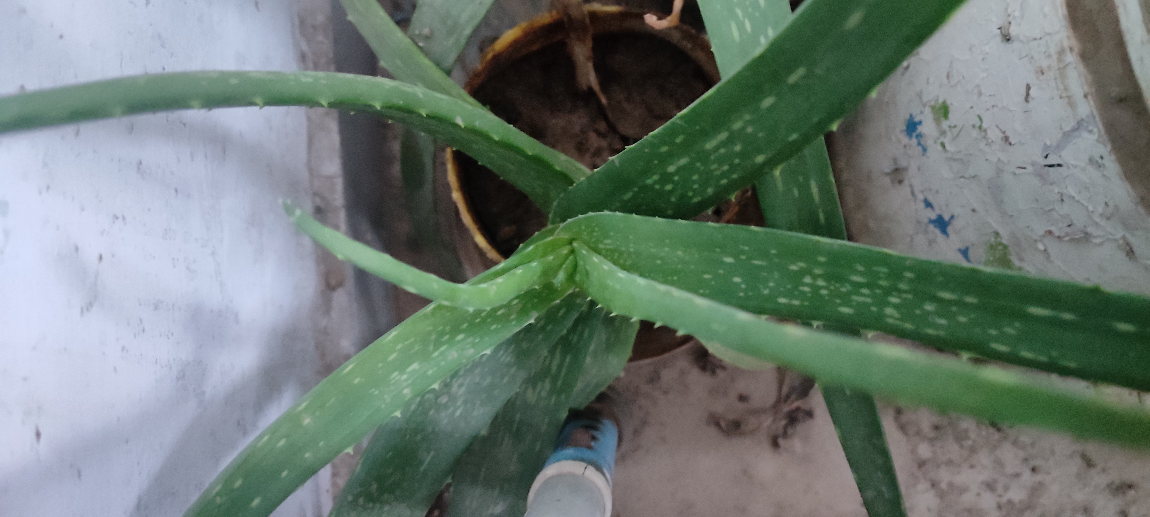 Aelovera plants