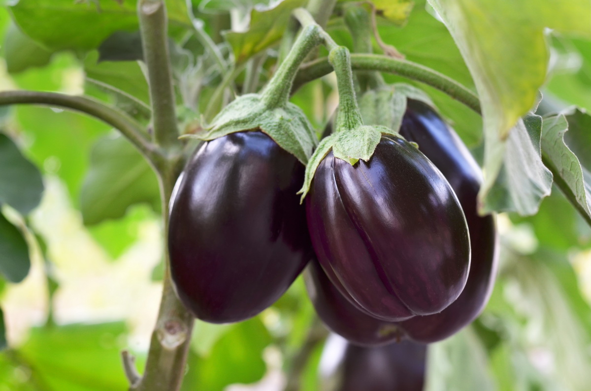 Brinjal (Bhatta) / भट्टा बैंगन / ભટ્ટા રીંગણ (Per Kilograms)