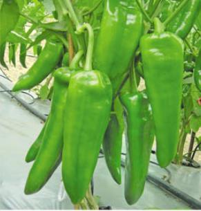 Picador Chilli / गोलार हरा मिर्चा / ભૂંગર મરચાં (Per Kilo Grams)