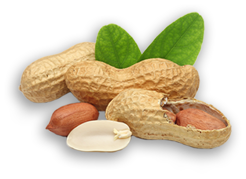 GROUNDNUT OIL 1L