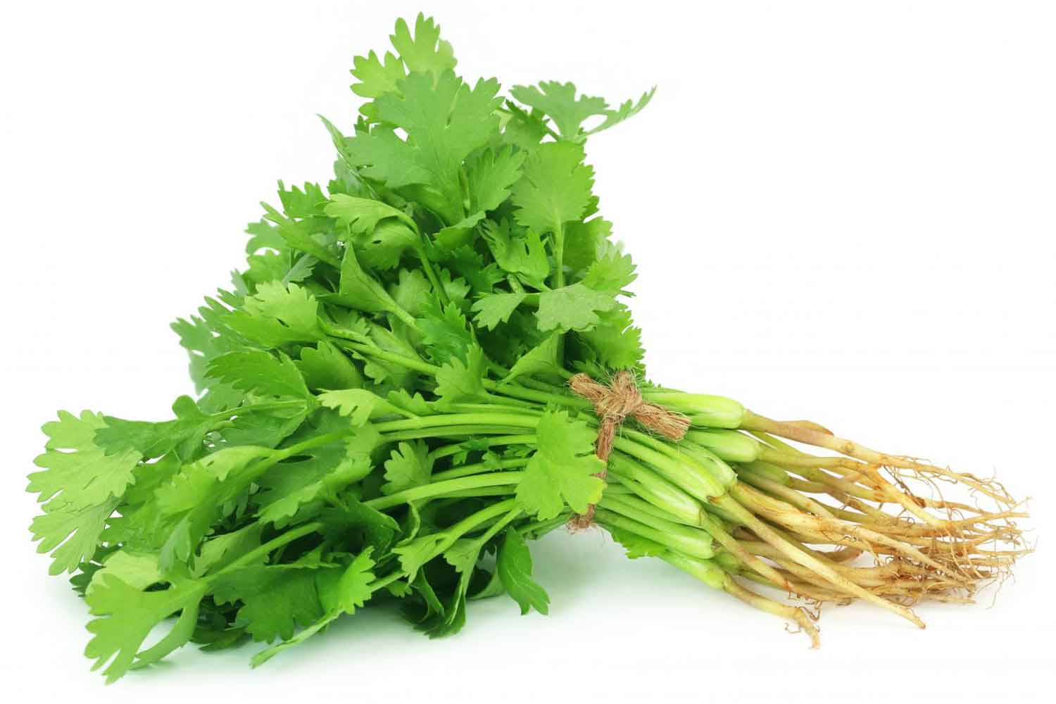 Coriander Leaves (200 - 250gms)
