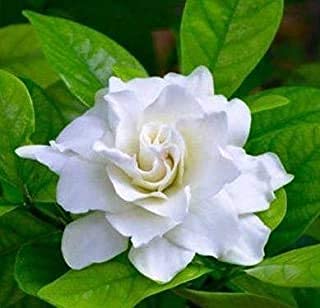 Ananta flowering plant ( four rooted plants in single common poly bag )